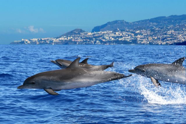 madeiracasa madeira vacation home rental villa luxury