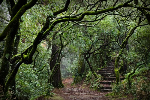madeira home vacation rental laurissilva